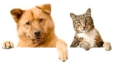 Cachorro e Gato