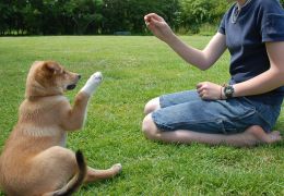 Ensinando truques básicos para seu cachorro