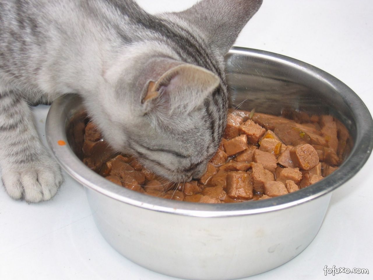 Os principais tipos de alimentos para o seu gato