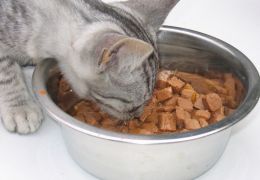Os principais tipos de alimentos para o seu gato