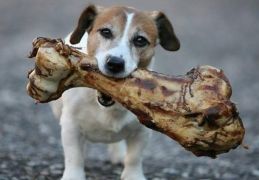 Os mitos e as verdades sobre ossos para cães