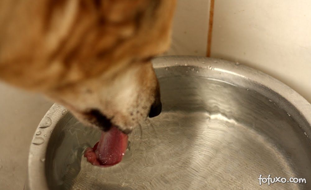 Matando a sede do seu cão