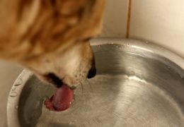 Matando a sede do seu cão