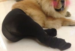 Cachorros com meia-calça
