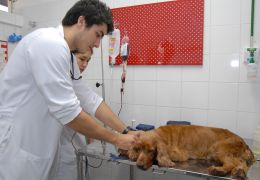 Doação de sangue para animais. Como funciona?