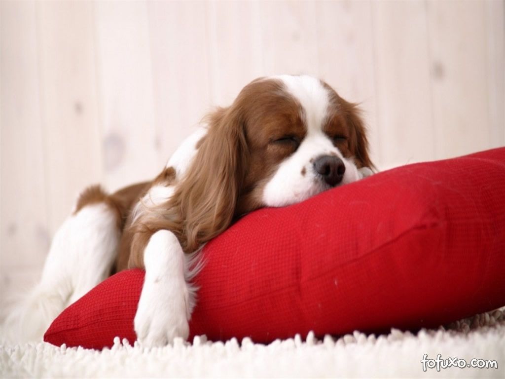Saiba mais sobre a Imunoterapia para cães