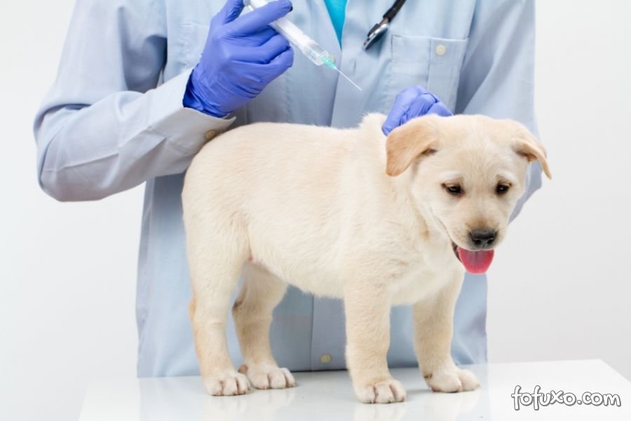 Guia de vacinação para cães