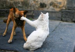 Cães e gatos também sofrem com estresse