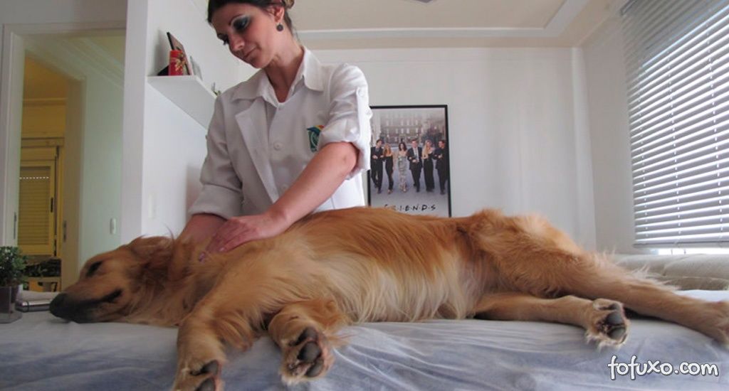 Quiropraxia para cães e gatos
