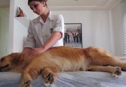 Quiropraxia para cães e gatos