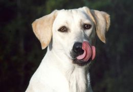 Cachorros que se lambem o tempo todo