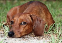 Por que os cães se esfregam nas pernas da visita ou na dos próprios donos?