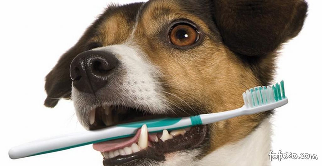 Escovando os dentes do seu cão