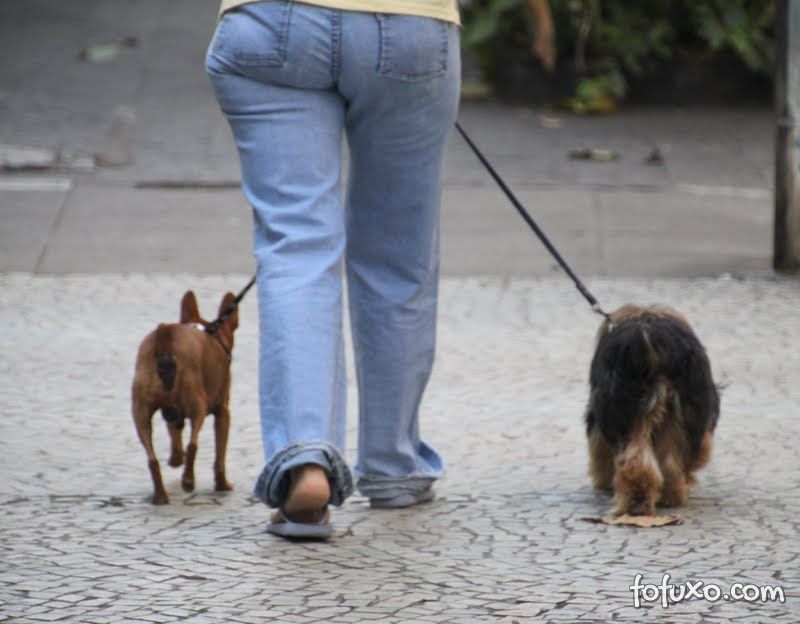 Espanha adota medida polêmica contra sujeira de animais nas ruas