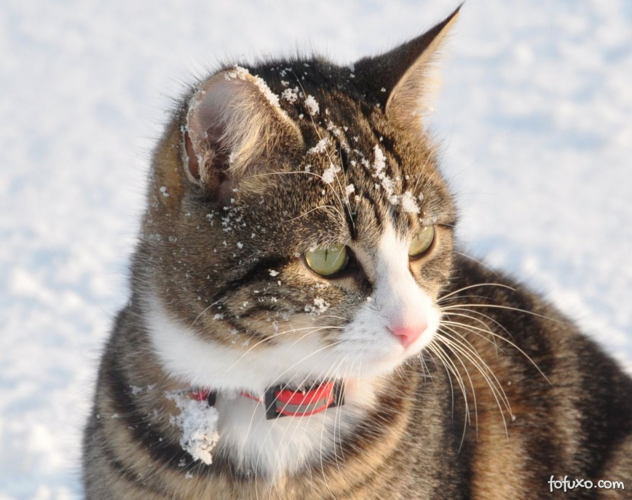 Cuidados com os gato no inverno