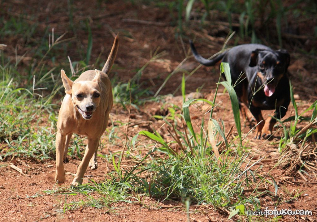 Dicas para evitar conflitos entre cães