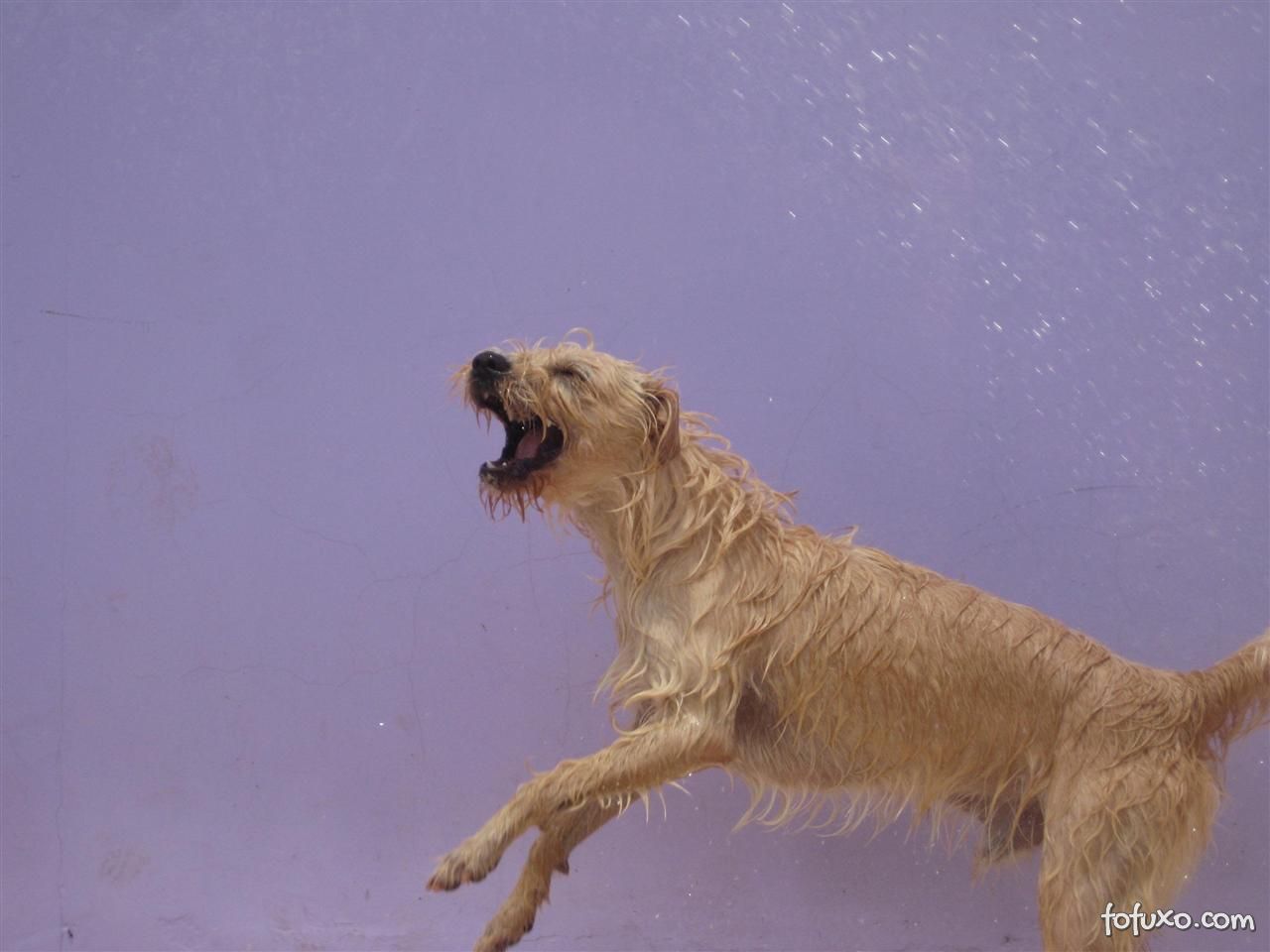 Cachorros molhados