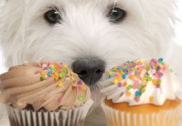 Dietas para cachorros que possuem diabetes