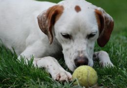 Brincando com o seu cão: Trazendo a bolinha