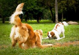 Brincando com o seu cão: Cabo de Guerra