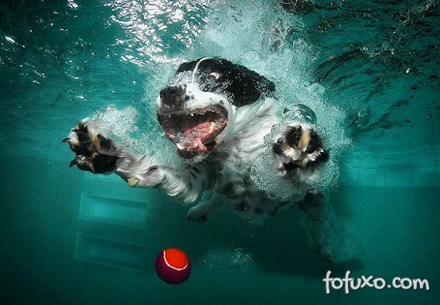 Conheça as raças de cachorros que mergulham