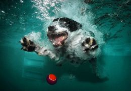 Conheça as raças de cachorros que mergulham