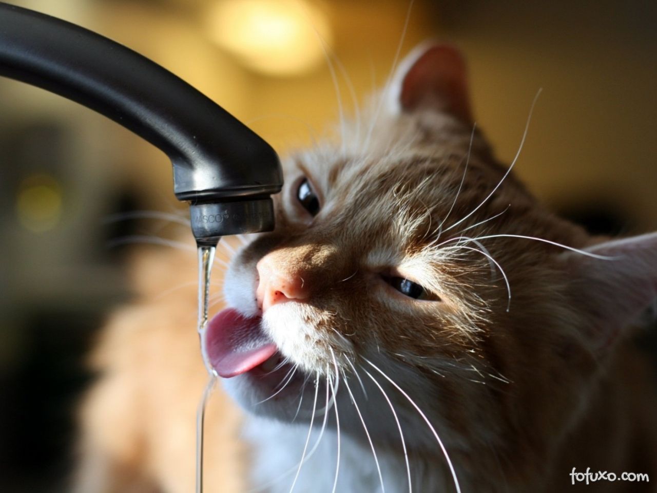 Dicas para fazer com que seu gato beba mais água