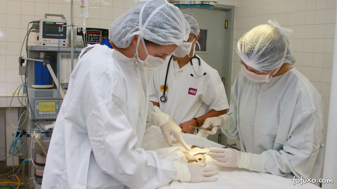 Brasil recebe técnicas diferenciadas para cirurgia cardíaca em animais