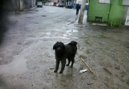 Dias de chuva devem gerar cuidados redobrados com o seu pet