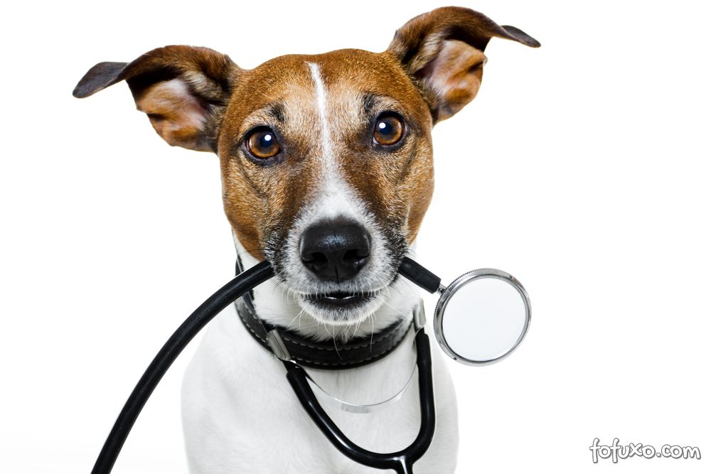 Dicas para contornar o medo do veterinário