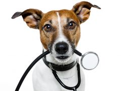 Dicas para contornar o medo do veterinário