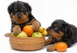 Cuidados com as frutas para os seus cães