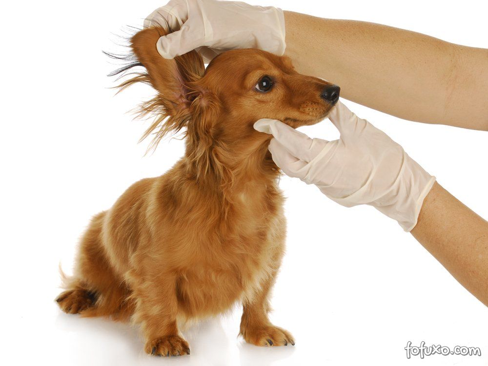 Dicas para limpar as orelhas do seu cão
