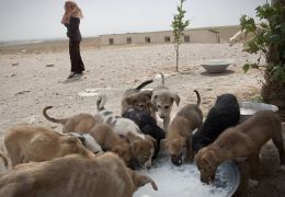 Cachorro são perseguidos pelo regime do Irã