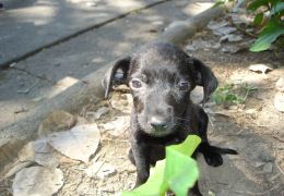 Dicas para ajudar cães abandonados