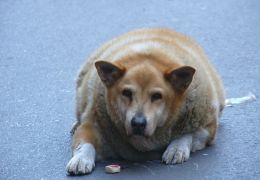 Dicas para lidar com a obesidade de cães depois da castração