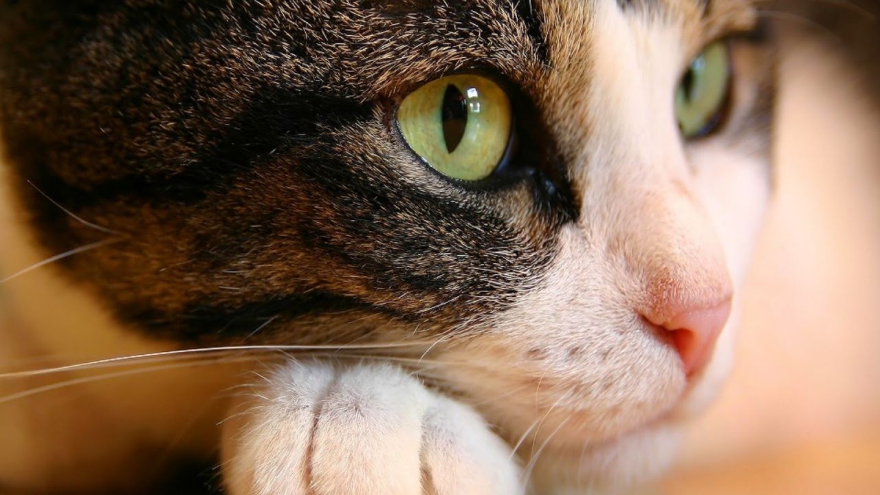 Os cinco maiores mitos sobre gatos