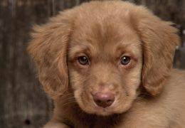 Estudo comprova que cachorros possuem sentimentos como os humanos