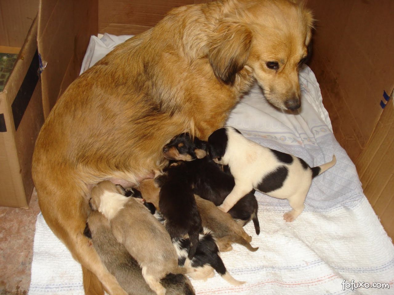 Alimentos para cães recém-nascidos