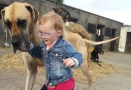 Cão irlandês prevê ataques epilépticos em menina antes deles acontecerem