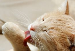 Cinco doenças comuns em gatos
