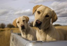 Saiba o que fazer para o seu cão não enjoar dentro do carro