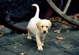 Pesquisa tenta entender o cachorro pelo movimento do rabo