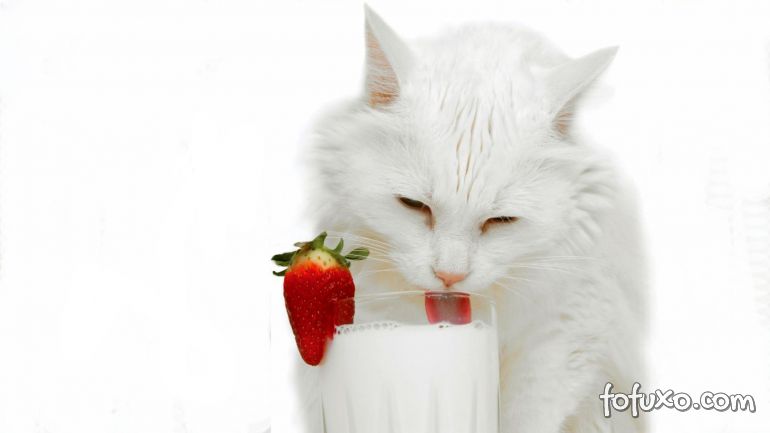 Saiba mais sobre a relação entre gatos e leite