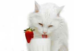 Saiba mais sobre a relação entre gatos e leite