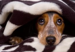 O que fazer com o medo de chuva e temporais dos cães