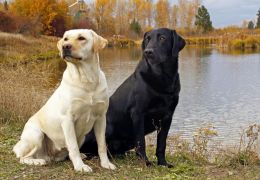 Cachorros seriam segunda espécie mais bem sucedida do planeta