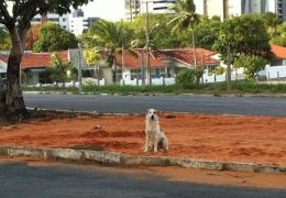 Família adota cãozinho de rua em Natal e dá exemplo no bairro