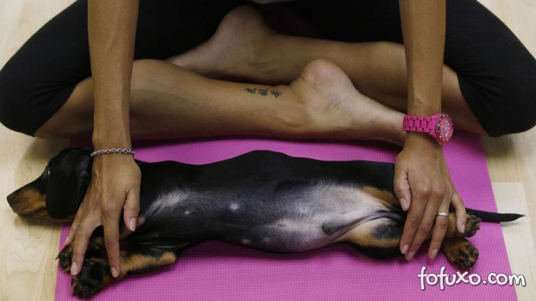 Saiba mais sobre Yoga para Cachorros