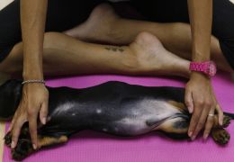 Saiba mais sobre Yoga para Cachorros